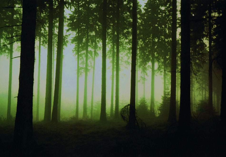 Nadelwald im Nebel