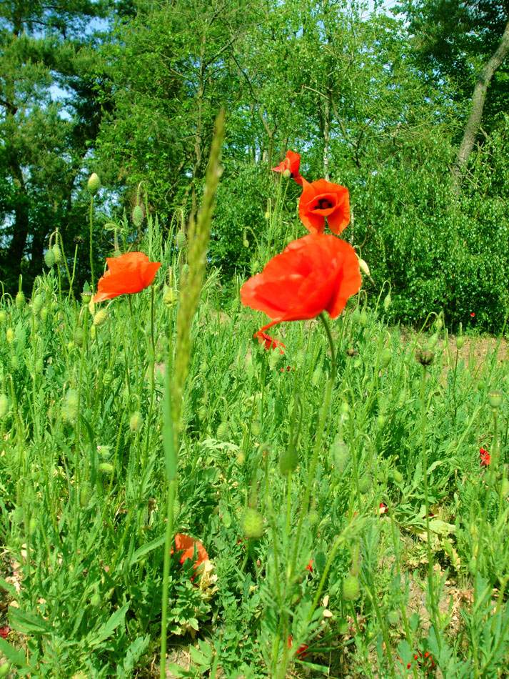 Mohnblüten am Feldrand