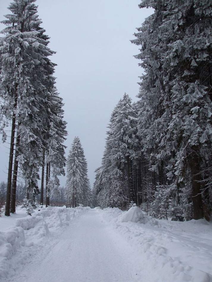 Verschneite Waldstraße im Winter