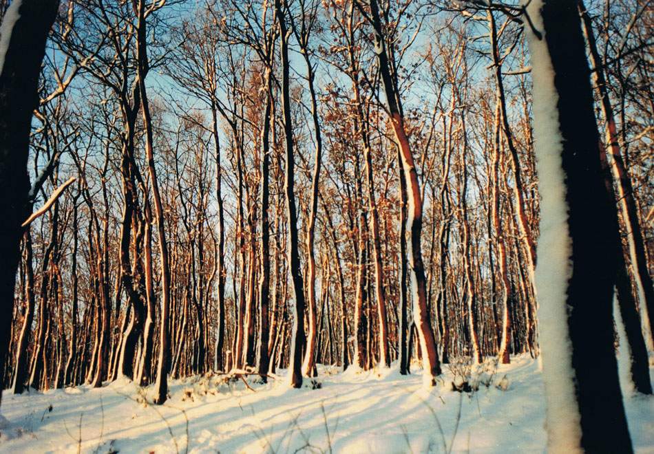 Winterwald mit Schnee und langen Schatten