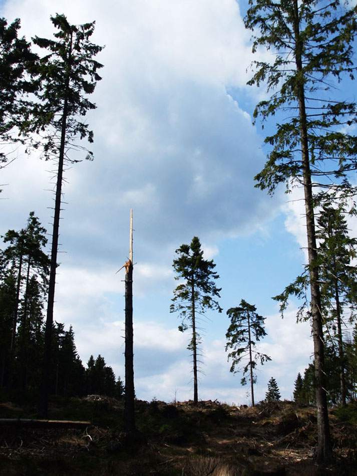 Hohe Nadelbäume gegen den Himmel