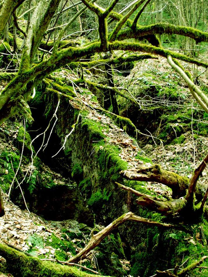 Bemooste Wurzeln und Äste am Waldboden