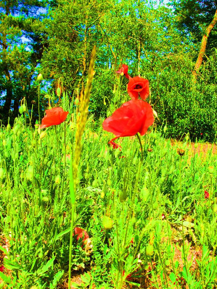 Mohnblüten in einer Wiese, farbverstärkt