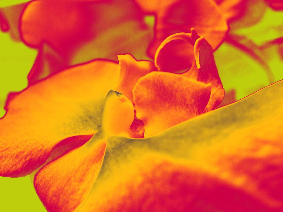 Blüte in Orange und Gelb vor grünem Grund