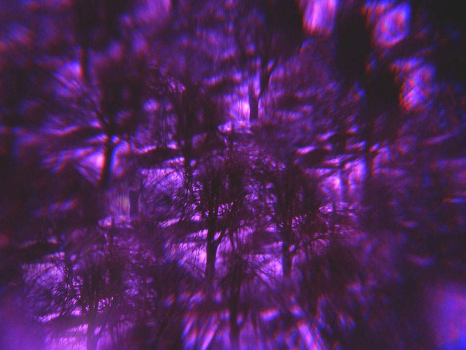 Geäst in Violett, abstrahierte Waldstruktur